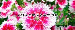 石竹花初吻是多年生的吗,第1图