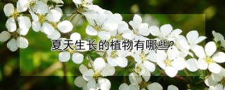 夏天生长的植物有哪些?,第1图