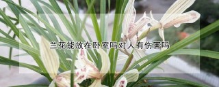 兰花能放在卧室吗对人有伤害吗,第1图