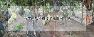 香芋南瓜种植技术和田间管理,第1图