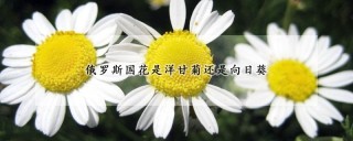 俄罗斯国花是洋甘菊还是向日葵,第1图