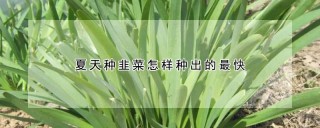 夏天种韭菜怎样种出的最快,第1图