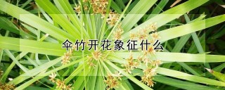 伞竹开花象征什么,第1图