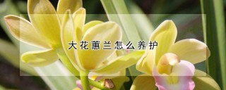 大花蕙兰怎么养护,第1图