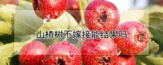 山楂树不嫁接能结果吗,第1图