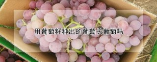 用葡萄籽种出的葡萄长葡萄吗,第1图
