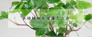 水培植物长绿藻怎么办,第1图