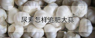 尿素怎样追肥大蒜,第1图