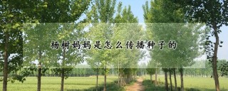 杨树妈妈是怎么传播种子的,第1图