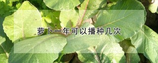 萝卜一年可以播种几次,第1图