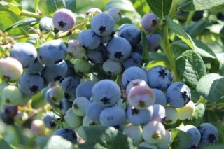 蓝莓树的养殖方法和注意事项,第2图