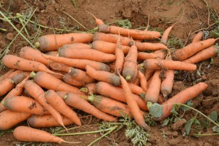 胡萝卜怎么播种的视频,第3图