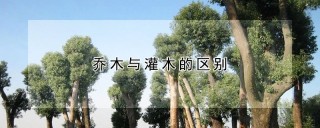 乔木与灌木的区别,第1图