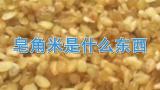 皂角米是什么东西,第1图