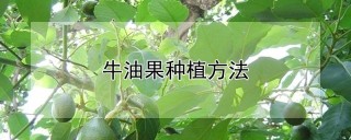 牛油果种植方法,第1图