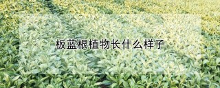 板蓝根植物长什么样子,第1图