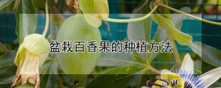 盆栽百香果的种植方法,第1图