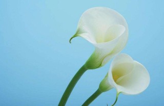 白马蹄莲花语是什么，寓意着忠贞不渝的爱情,第3图
