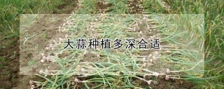 大蒜种植多深合适,第1图