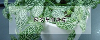 网纹草的寓意,第1图