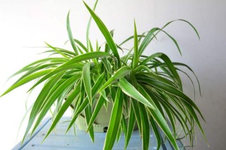 吸甲醇最好的植物 什么植物吸甲醛最有效,第3图