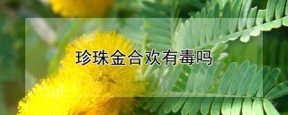 珍珠金合欢有毒吗,第1图