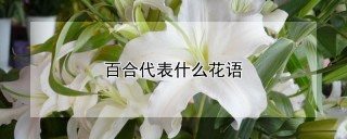 百合代表什么花语,第1图