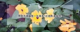 黑眼苏珊藤是一年草本?还是木本植物?,第1图