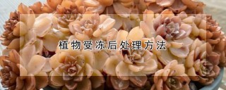 芦荟冬天冻软后咋补救,第1图