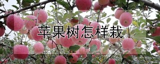 苹果树怎样栽,第1图