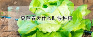 莴苣春天什么时候种植,第1图