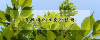 香樟树北方能种植吗,第1图