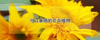 可以暴晒的花卉植物,第1图