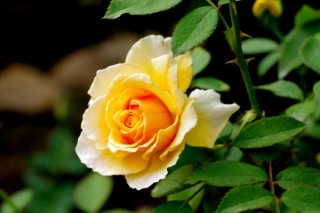 玫瑰花的花语大全,第2图