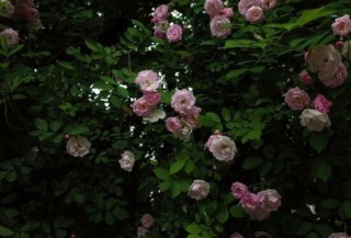 蔷薇花什么时候开，蔷薇花在每年5-9月开花,第1图