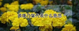 黄康乃馨代表什么意思,第1图