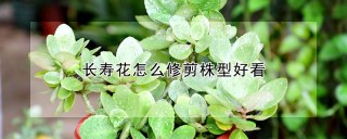 长寿花怎么修剪株型好看,第1图