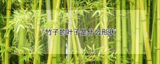 竹子的叶子是什么形状,第1图