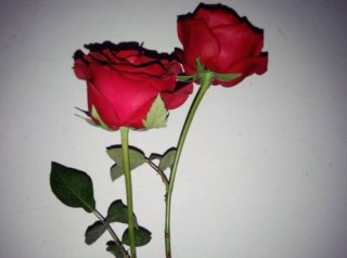 玫瑰花中药功效是啥，美容护肤、调经止痛,第4图