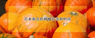 日本南瓜的种植方法和时间,第1图