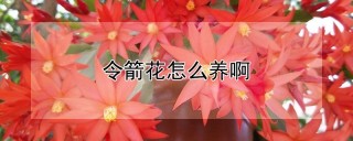 令箭花怎么养啊,第1图