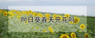 向日葵春天开花吗,第1图