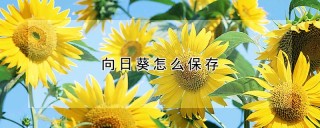 向日葵怎么保存,第1图