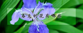 春天的花有哪些,第1图