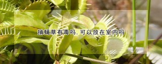 捕蝇草有毒吗,可以放在室内吗,第1图