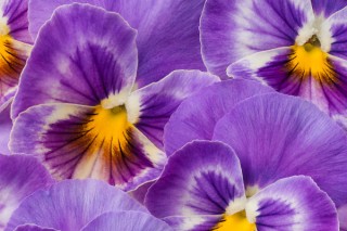 紫罗兰可以用叶片繁殖吗,第2图