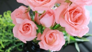 粉色玫瑰花语,第1图