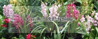 大花惠兰啥时候施肥,第1图