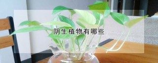 阴生植物有哪些,第1图