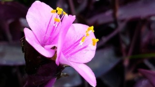 紫吊兰怎么养殖,第1图